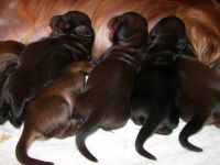 jamniki - ogonki pomagaj� w jedzeniu